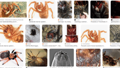 Nematode Infestations in Tarantulas
