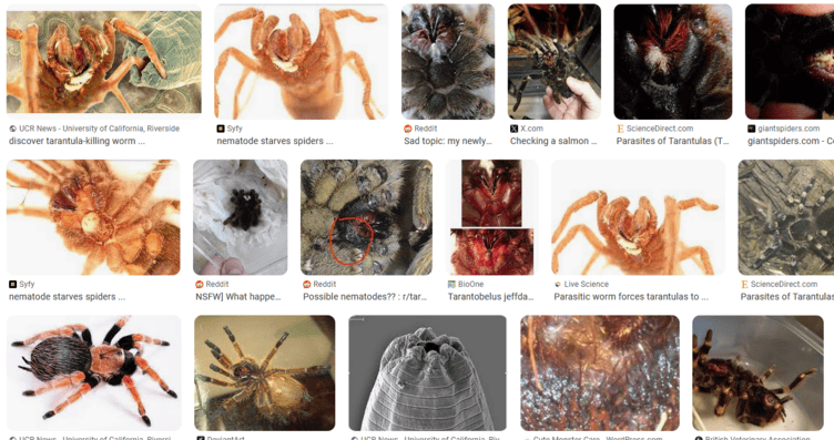 Nematode Infestations in Tarantulas