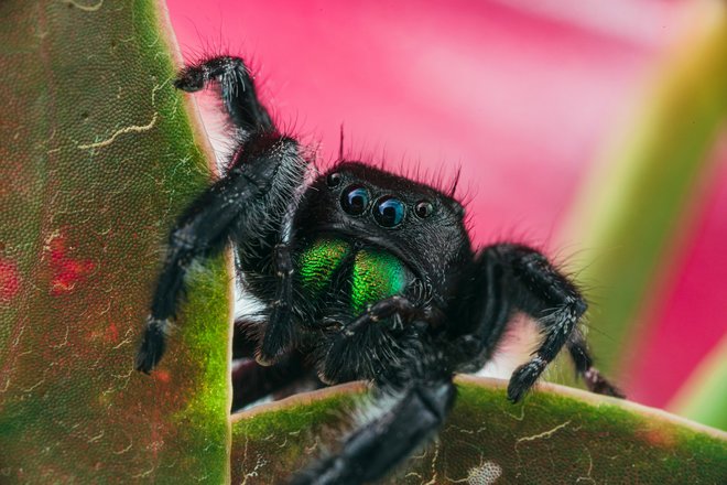 black jumping spider on green leaf in macro photography