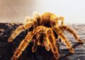 Tarantula Physical Injuries: Prevention and Care