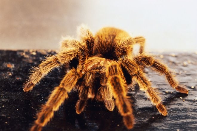 Tarantula Physical Injuries