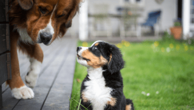 What Is the Best Way to Introduce New Pets to Your Dog?