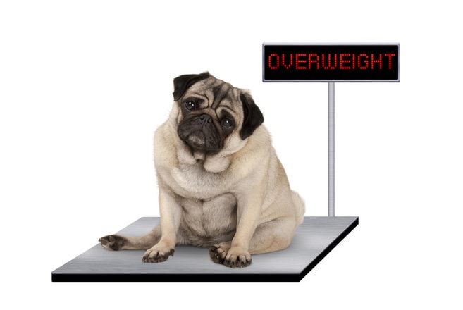 What Is the Cause of Obesity in Dogs?