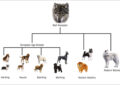 What Is the History of Dog Breeding?