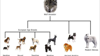 What Is the History of Dog Breeding?