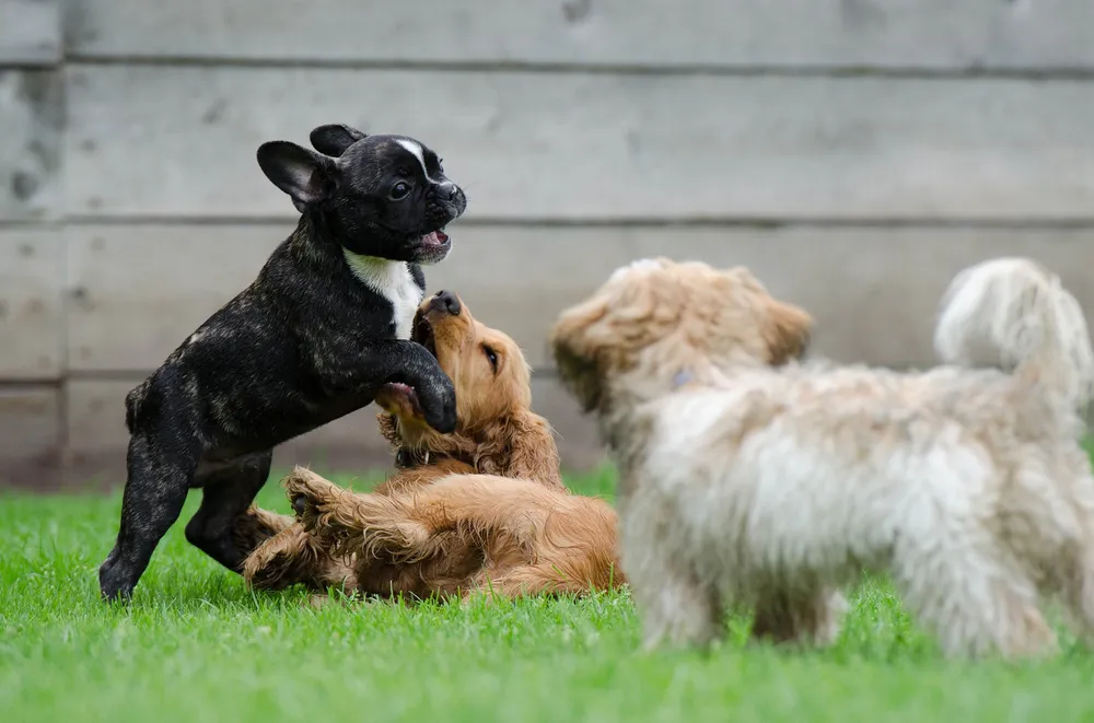 What Is the Importance of Socialization for Puppies?