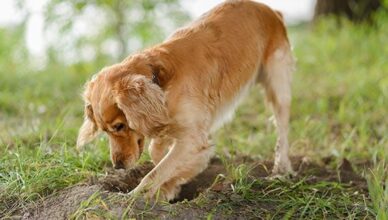 Why Do Dogs Dig Holes and How to Stop It