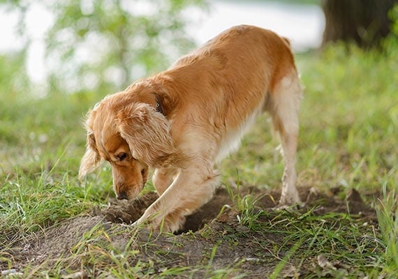 Why Do Dogs Dig Holes and How to Stop It
