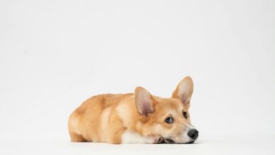 brown and white short coated dog lying on white surface