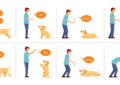 Can Dogs Be Trained to Understand Sign Language?
