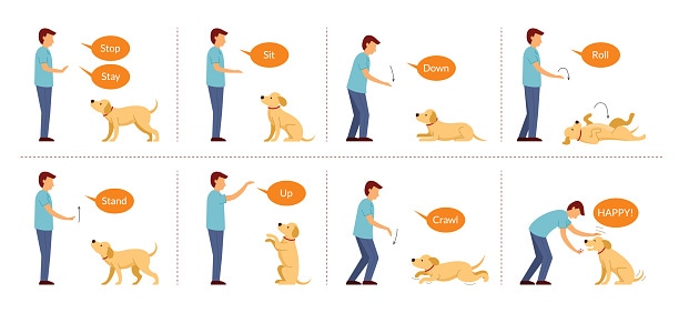 Can Dogs Be Trained to Understand Sign Language