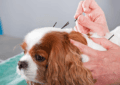 Can Dogs Benefit From Acupuncture?