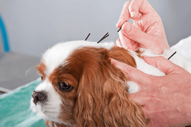 Can Dogs Benefit From Acupuncture?