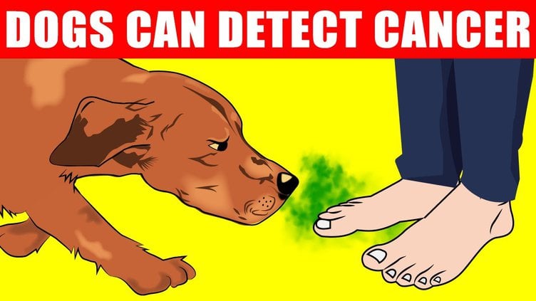 Can Dogs Detect Illnesses in Humans