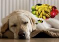 Can Dogs Eat Fruits Like Apples and Bananas?