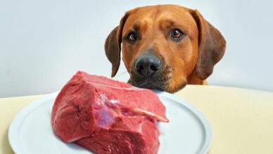 Can Dogs Eat Raw Food Safely