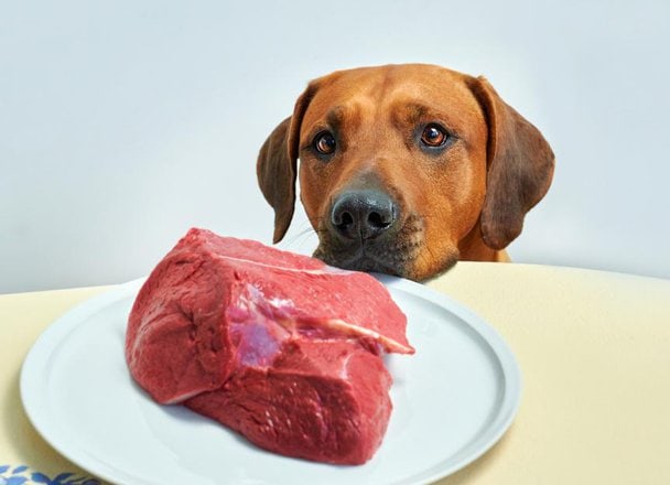 Can Dogs Eat Raw Food Safely