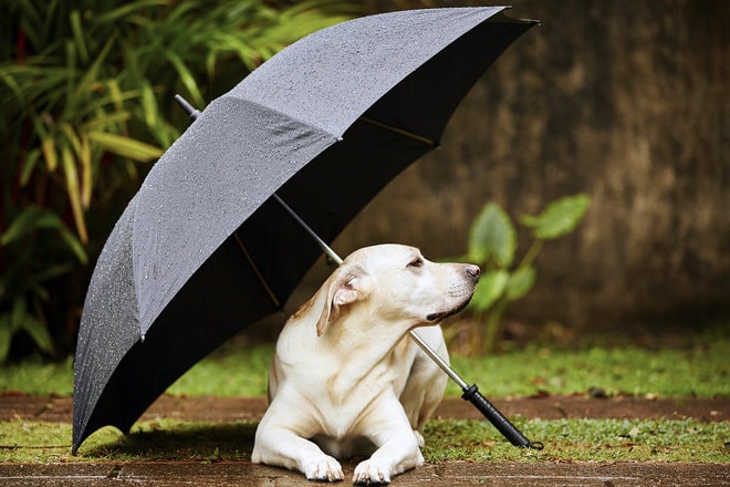 Can Dogs Predict Weather Changes