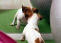 Can Dogs Recognize Their Reflection in a Mirror?