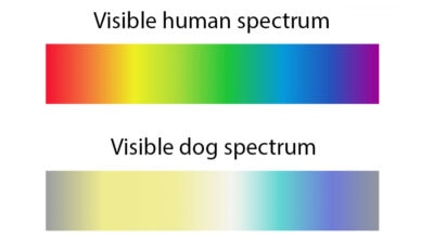 Can Dogs See in Color or Just in Black and White