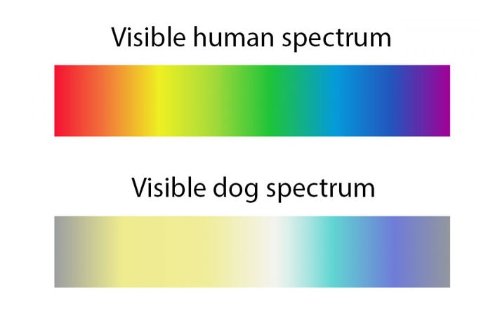 Can Dogs See in Color or Just in Black and White