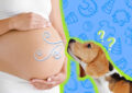 Can Dogs Sense Pregnancy in Humans?