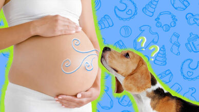 Can Dogs Sense Pregnancy in Humans