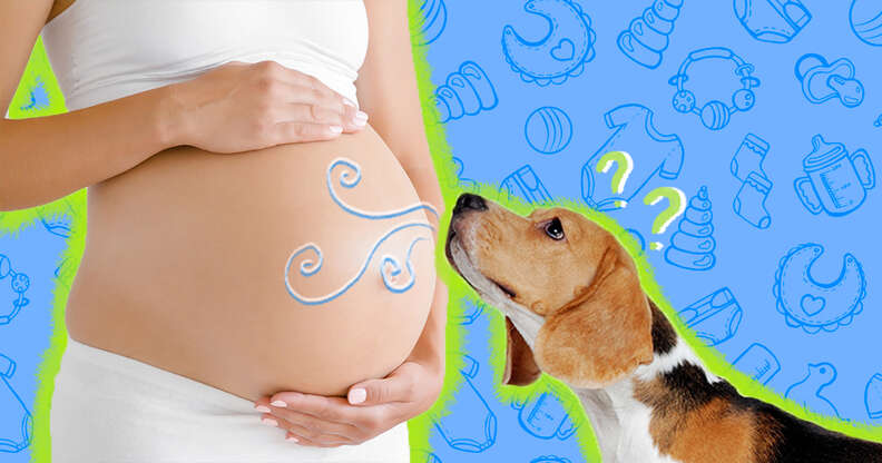 Can Dogs Sense Pregnancy in Humans