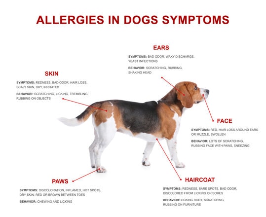 Can Dogs Suffer From Seasonal Allergies?