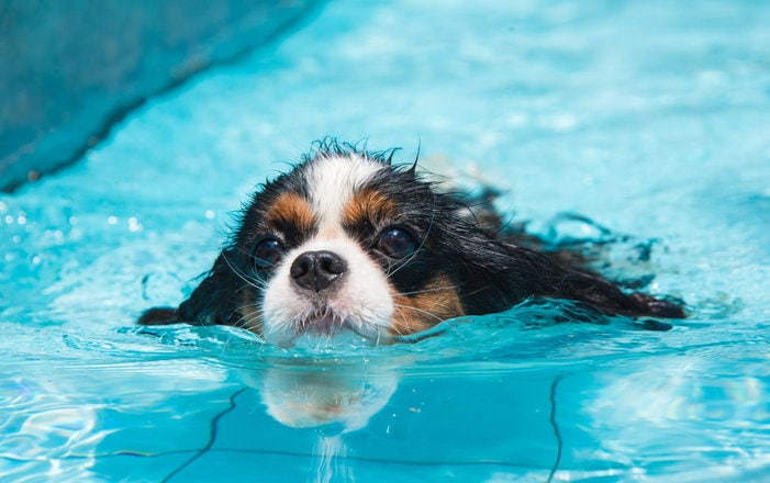 Can Dogs Swim Naturally or Do They Need Training