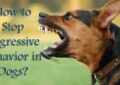 How to Handle Aggressive Behavior in Dogs