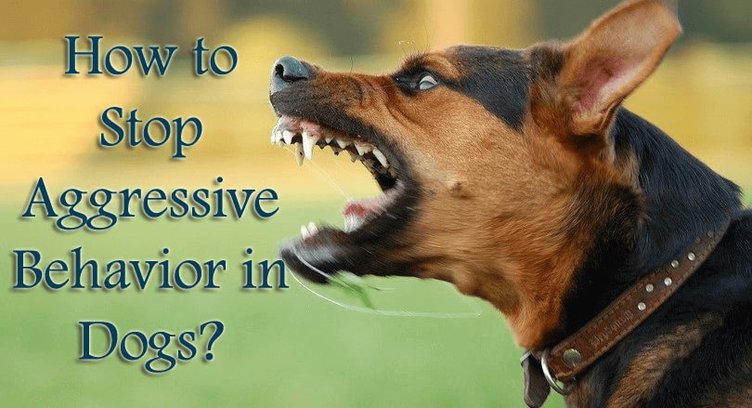 How to Handle Aggressive Behavior in Dogs