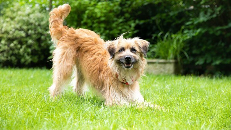 Why Do Dogs Chase Their Tails?