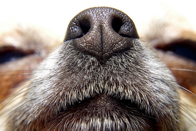 Why Do Dogs Have Wet Noses