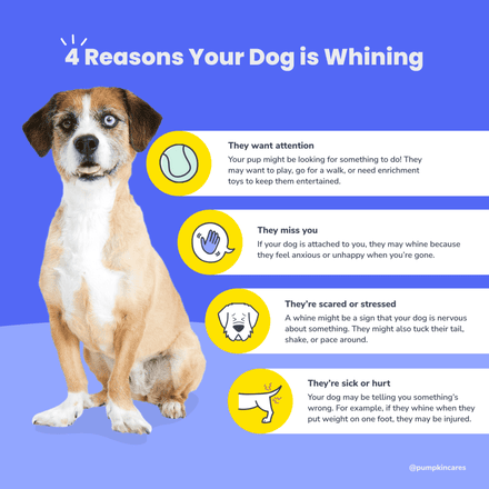 Why Do Dogs Whine and How to Respond