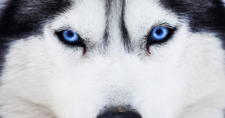 Why Do Some Dogs Have Blue Eyes?