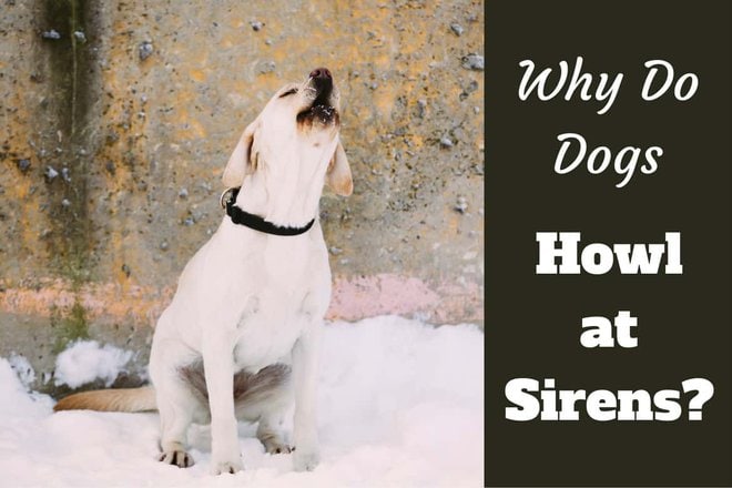 Why Do Some Dogs Howl at Sirens