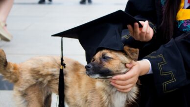 Can Dogs Learn Multiple Languages