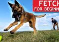 How to Teach a Dog to Play Fetch