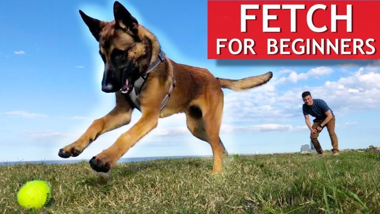 How to Teach a Dog to Play Fetch