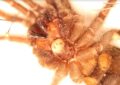 Recognizing the Signs of Parasitic Infections in Tarantulas