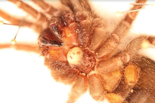 Recognizing the Signs of Parasitic Infections in Tarantulas
