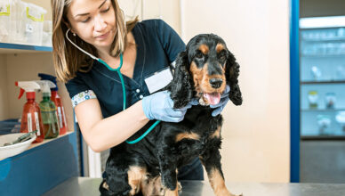 Why Is Regular Veterinary Check-Up Important for Dogs