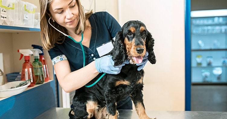 Why Is Regular Veterinary Check-Up Important for Dogs